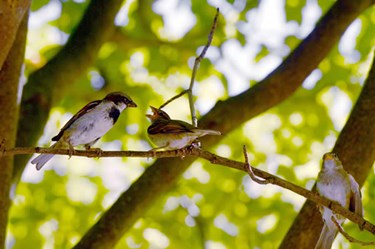 Bí ẩn tiếng hót các loài chim 